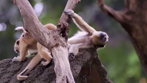 Sleepy-brown-howler-monkey-on-tree