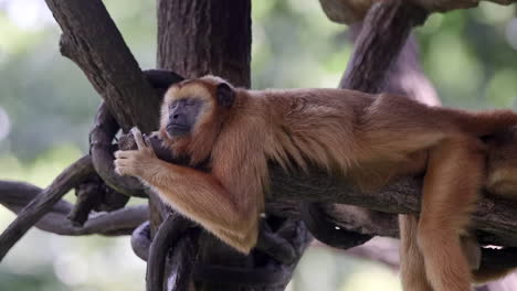 Mono-Aullador-Marrón-Durmiendo-En-Un-árbol