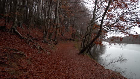 Schöner-Herbstbuchenwald-Unter-Dem-Regen-In-Den-Katalanischen-Bergen-6