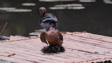 Adult-lesser-whistling-ducking-sheltering-their-babies-from-the-hot-sun