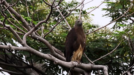 águila-Pescadora-De-Cabeza-Gey-En-La-Rama-De-Un-árbol