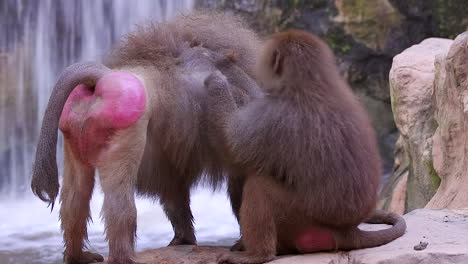 A-pair-of-baboon-grooming