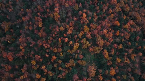 Luftaufnahmen-Des-Wunderschönen-Waldes-Mit-Herbstfarben-In-Den-Katalanischen-Bergen-4