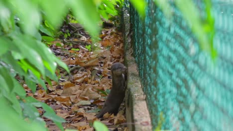 Smooth-coated-otter-pups-clining-thru-fencing