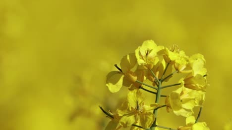 Close-up-of-Canola-flower-in-a-field-in-full-bloom-3