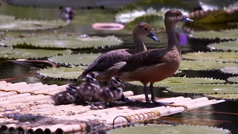 Family-of-lesser-whistling-duck-in-a-pond