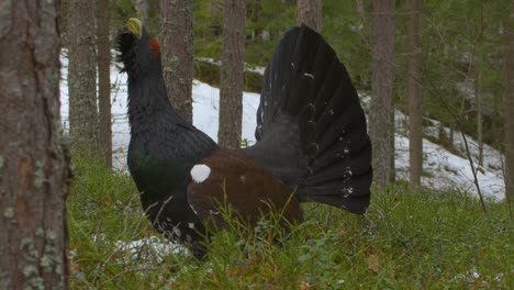 Capercaillie-Tetrao-urogallus-in-forest-in-overcast-day-1