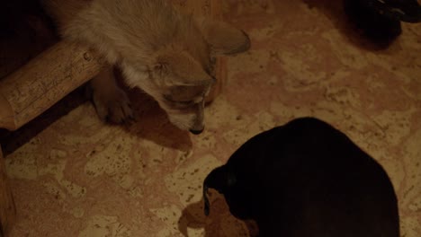 Baby-Wolf-Versucht-Mit-Dem-Hungrigen-Hund-Und-Seinem-Knochen-Zu-Spielen