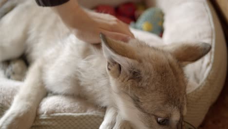 Baby-gray-wolf-getting-pet-and-eating-fresh-venison