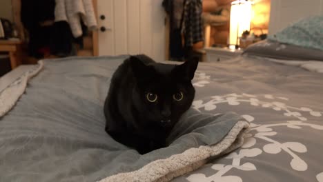 A-small-black-cat-on-a-bed-runs-away