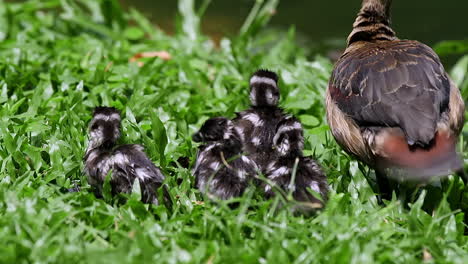 Baby-lesser-whistling-duck-close-up