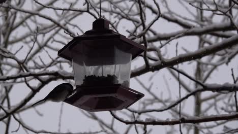 Birdfeeder-backed-by-snowy-branches-and-a-small-bird