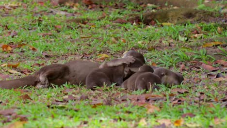 Adult-smooth-coated-otter-grooming-otter-pups-1