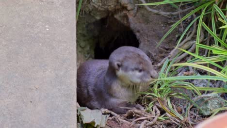 Smooth-coated-otter-pups-coming-out-of-their-holt-2