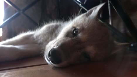 Ein-Monat-Alter-Grauer-Wolf,-Der-Versucht,-Unter-Einem-Stuhl-Zu-Schlafen