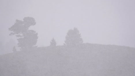Trees-in-the-distance-during-a-blizzard