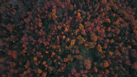 Luftaufnahmen-Des-Wunderschönen-Waldes-Mit-Herbstfarben-In-Den-Katalanischen-Bergen-5