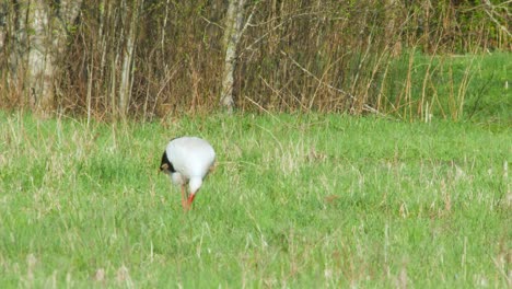 White-stork-Ciconia-ciconia-is-feeding-in-meadow-4