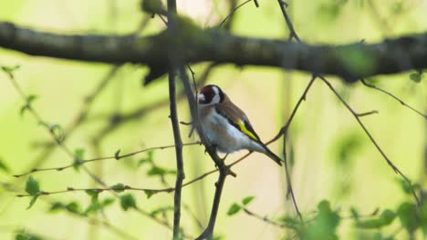 Goldfinch-Carduelis-carduelis-colorful-in-the-tree-1