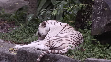 Weißer-Tiger-Reibt-Sich-Die-Augen