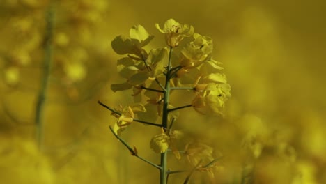Close-up-of-Canola-flower-blowing-in-the-wind-in-a-field-in-full-bloom