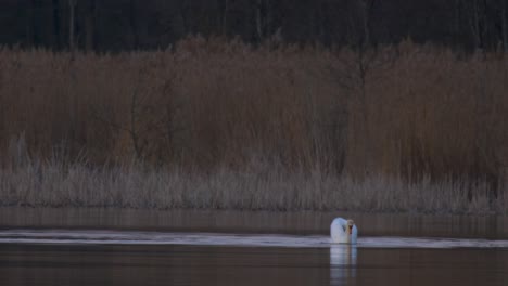 Cisne-Mudo-Cygnus-Olor-Lejos-En-El-Lago-Por-La-Noche