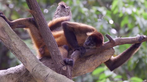 Adult-spider-monkey-sleeping-on-tree-branch