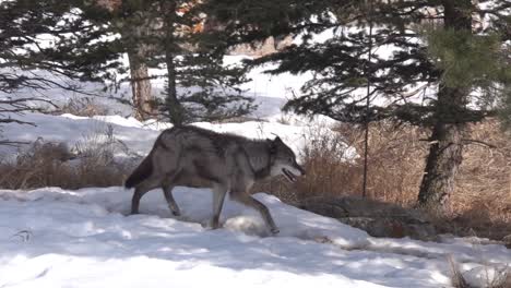 Alaskischer-Tundrawolf,-Der-In-Den-Schnee-Läuft
