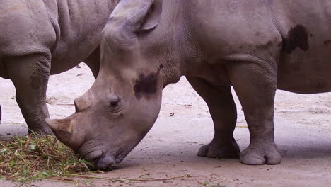 Rinoceronte-Blanco-Alimentándose-De-Hierba-2