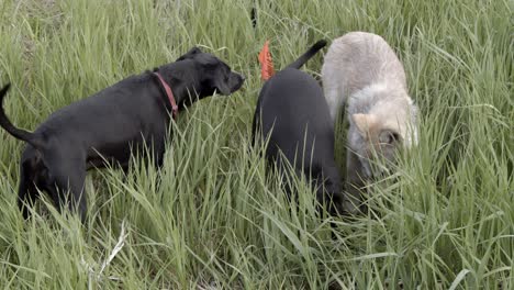 Bebé-Lobo-Tratando-De-Ser-Amigo-De-Dos-Pequeños-Perros-Negros