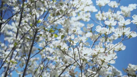 White-flowers-blooming-in-tree-blowing-in-the-wind