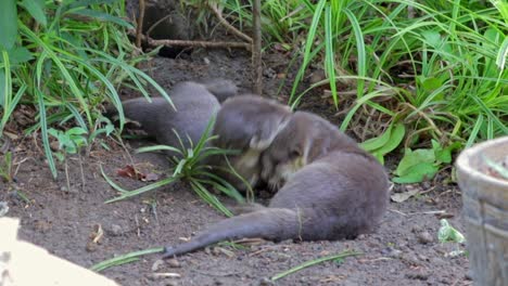Smooth-coated-otter-pups-playing-in-front-of-their-holt
