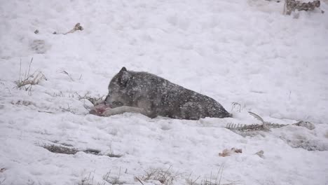 Alaskan-Tundra-Wolf-eating-meat-during-a-snowstorm