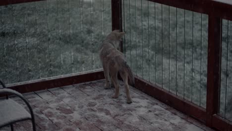 Wolf-pup-playing-in-the-snow-for-the-first-time