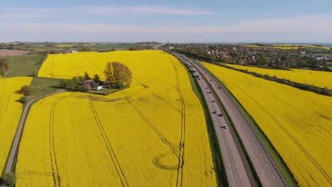 Aerial-of-highway-E6-and-Canola-flower-field-in-full-bloom