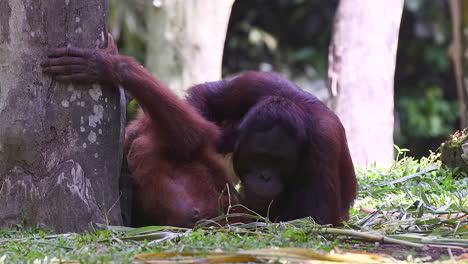 Un-Par-De-Orangutanes-Juguetones