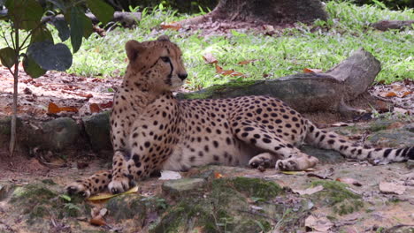 Adult-cheetah-relaxing-under-the-shade-of-a-tree