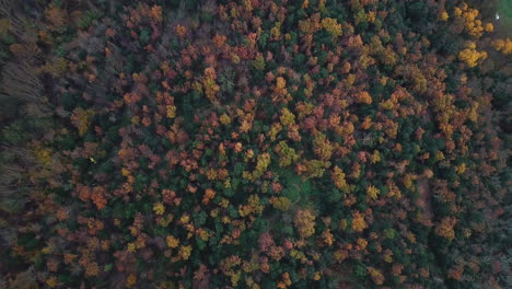 Luftaufnahmen-Des-Wunderschönen-Waldes-Mit-Herbstfarben-In-Den-Katalanischen-Bergen-3