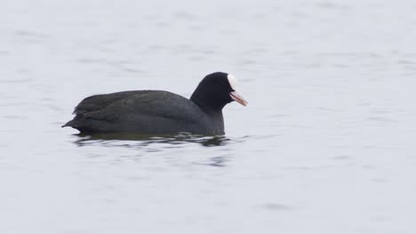 Common-coot-Fulica-atra-feeding-and-diving