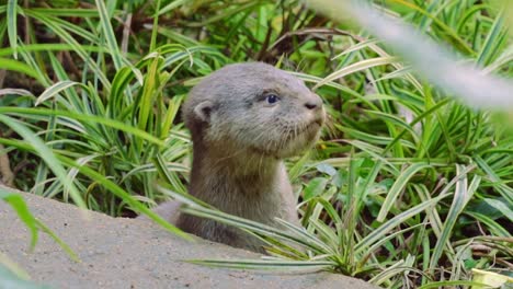 Glatthaarige-Otterwelpen-Beobachten-Vom-Eingang-Ihres-Holts-Aus