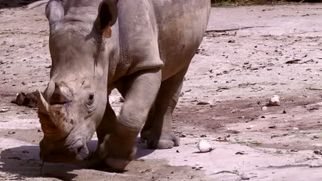 Rinoceronte-Blanco-En-Peligro-De-Extinción-Amurallado-Lentamente