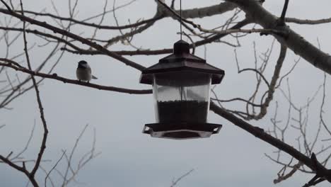 Small-bird-eating-from-a-bird-feeder-during-the-winter