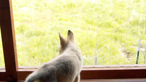 Baby-Grauer-Wolf,-Der-An-Einem-Sonnigen-Tag-Auf-Der-Veranda-Herumläuft