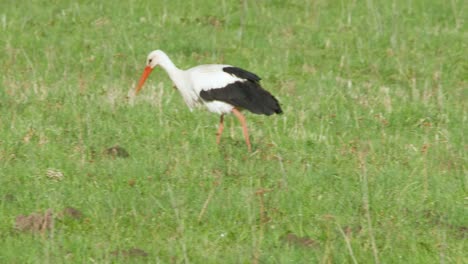 White-stork-Ciconia-ciconia-is-feeding-in-meadow-1