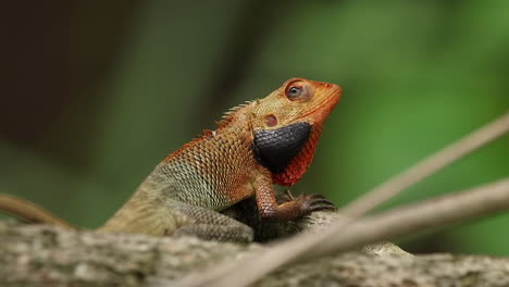 Orange-changeable-lizard-close-up-portrait
