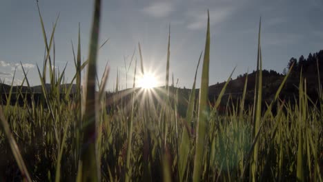 Sunset-on-slender-blades-of-grass