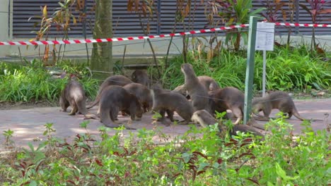 Große-Familie-Von-Ottern,-Die-Versuchen,-In-Eine-Andere-Otterfamilie-Zu-Gelangen