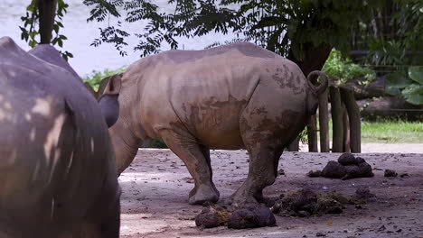 Lindo-Bebé-Rinoceronte-Blanco-Haciendo-Sus-Necesidades