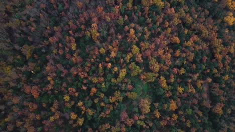Luftaufnahmen-Des-Wunderschönen-Waldes-Mit-Herbstfarben-In-Den-Katalanischen-Bergen-1