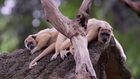 A-pair-of-howler-monkeys-sleeping